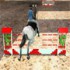 Horse Jumping 3D