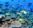 Reef Fish Puzzle