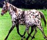 Two Horses Puzzle